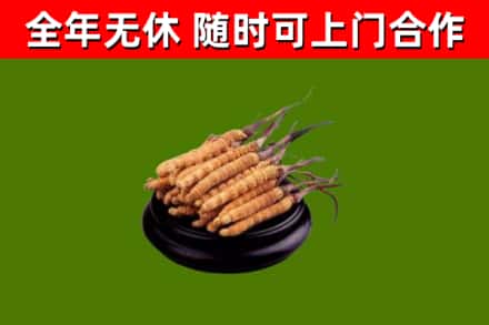 边坝县回收冬虫夏草