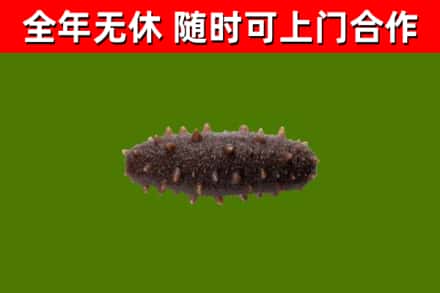 边坝县回收海参干